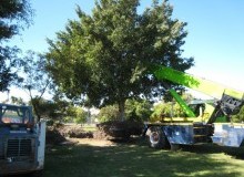 Kwikfynd Tree Management Services
abbotsham